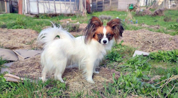 Relais Motards LA FERME DU PAPILLON